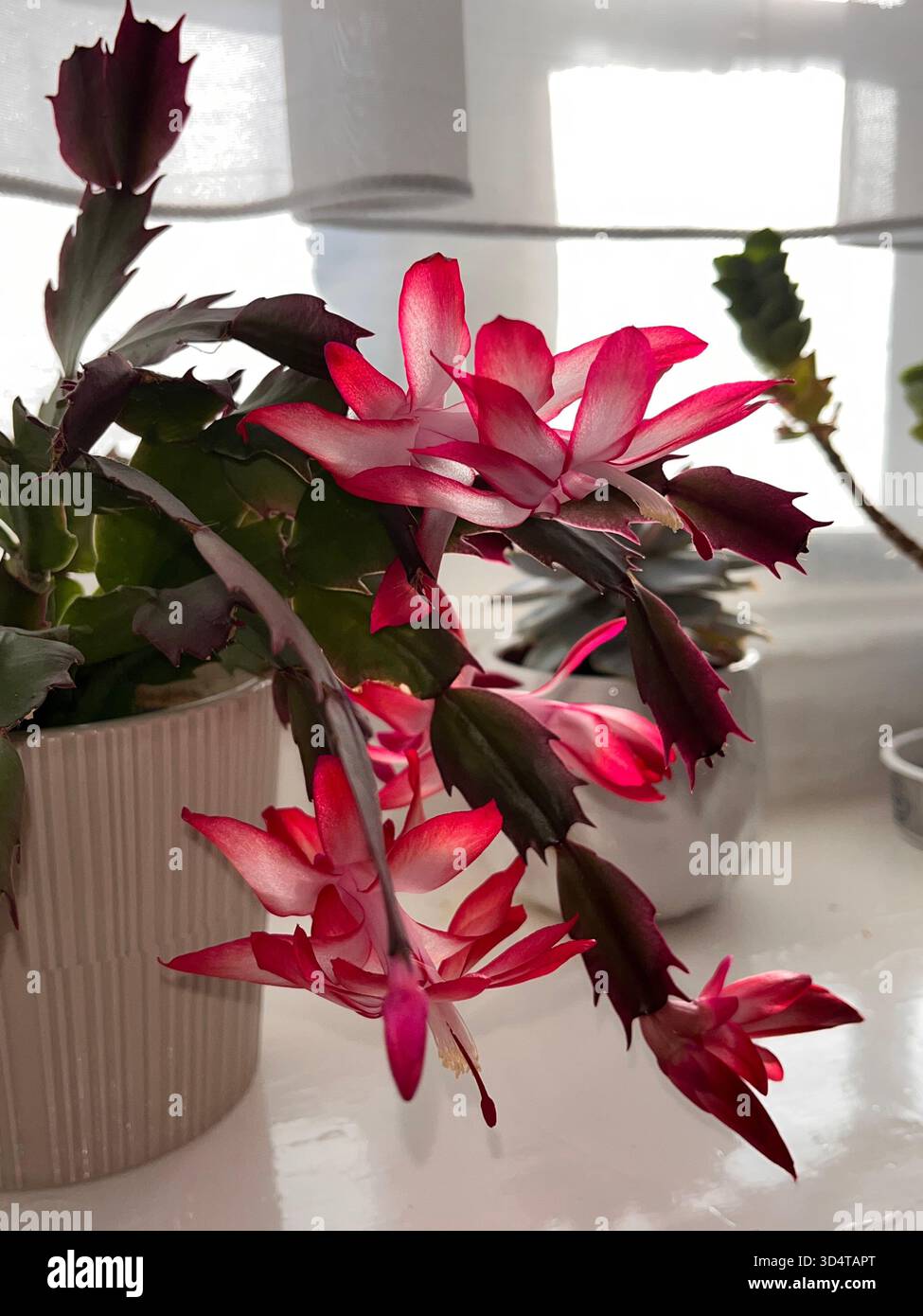 Macro-plan détaillé d'une fleur rose vif de Schlumbergera, connue sous le nom de cactus de Noël, fleurissant près d'une fenêtre à Hull, en Angleterre. - Image de stock capturée avec un smartphone