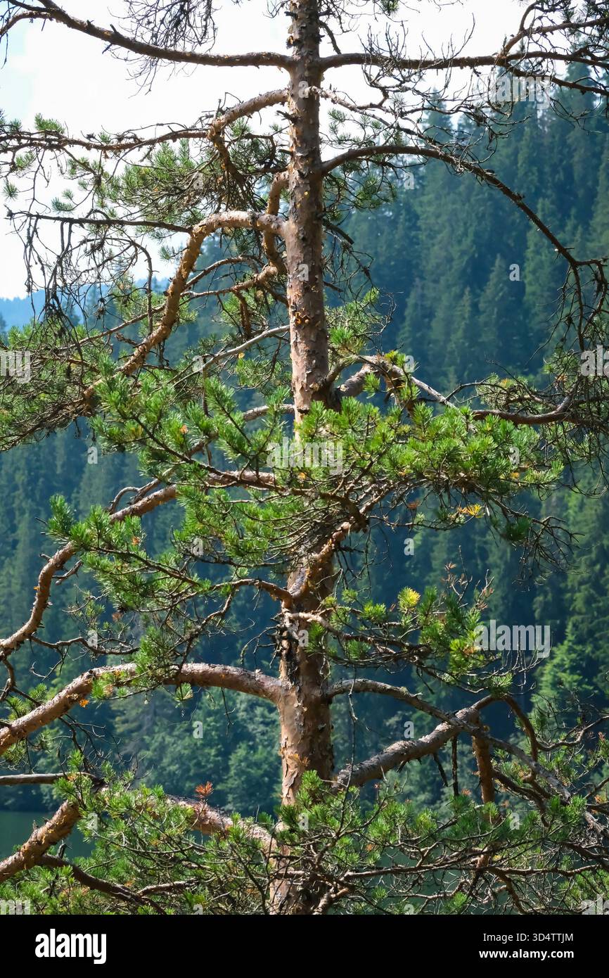 Sapin altéré avec fond de forêt Banque D'Images