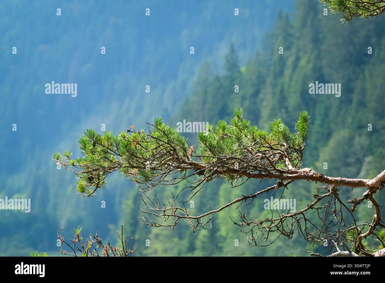 Branche de pin altérée avec fond de forêt Banque D'Images