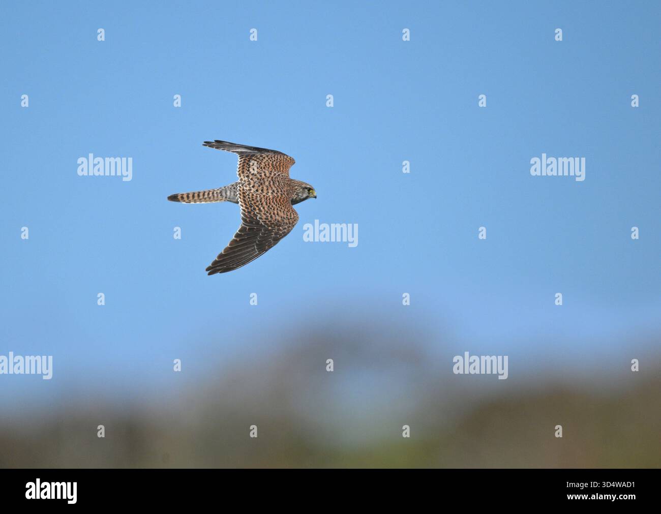 Faucon crécerelle - Falco tinnunculus Banque D'Images
