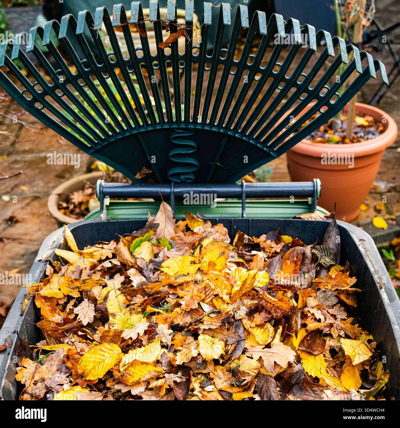 Un râteau de jardin et un bac de recyclage vert du conseil plein de feuilles de vent d'automne Banque D'Images