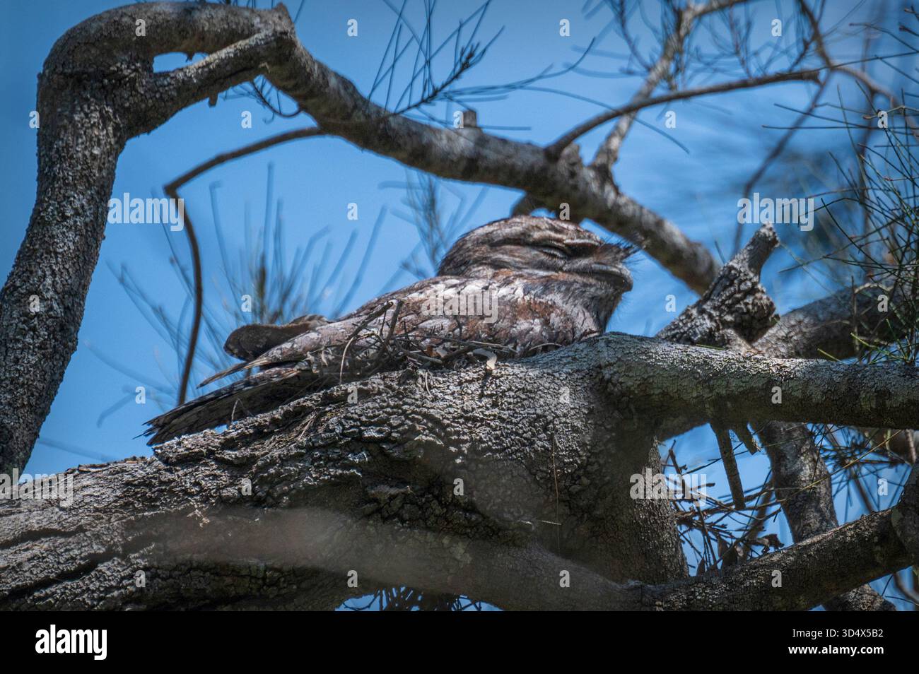 Une mouche Tawny bien camouflée perchée dans un arbre au Boondall Wetlands Centre, Boondall, Brisbane, Queensland, Australie. Banque D'Images
