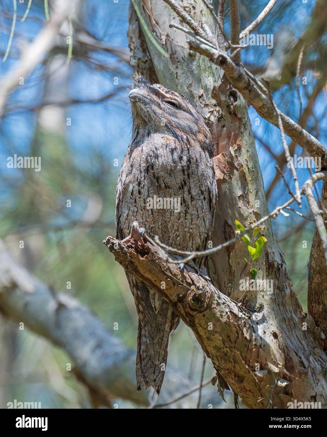 Une mouche Tawny bien camouflée perchée dans un arbre au Boondall Wetlands Centre, Boondall, Brisbane, Queensland, Australie. Banque D'Images