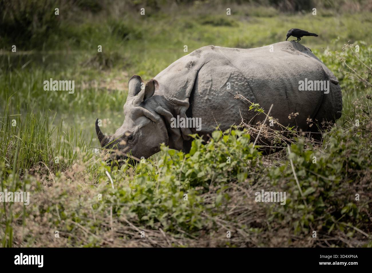 Le grand rhinocéros à un corne paissant près des zones humides avec un corbeau perché sur son dos dans le parc national de Chitwan Banque D'Images