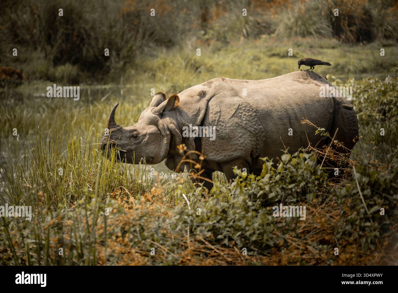 Le grand rhinocéros à un corne paissant près des zones humides avec un corbeau perché sur son dos dans le parc national de Chitwan Banque D'Images