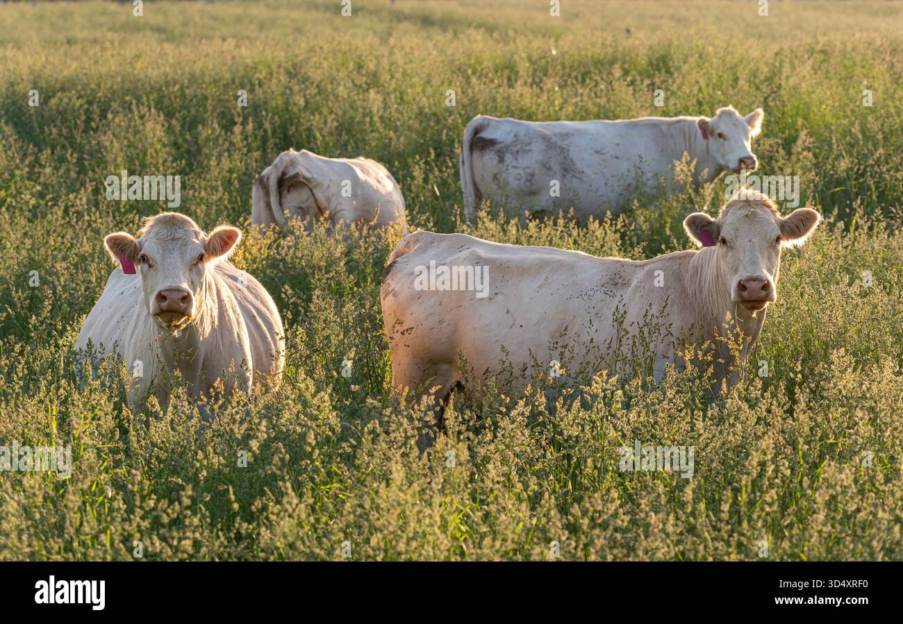 Troupeau de bovins blancs se dresse dans un pâturage ensoleillé, entouré de hautes herbes luisant dans le soleil de fin de soirée. L'image met en valeur l'atmosphère calme de rur Banque D'Images