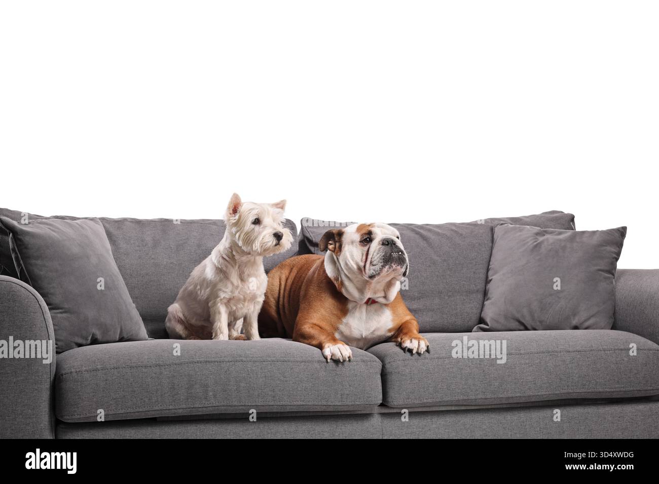 Mignon westie et bouledogue assis sur un canapé isolé sur fond blanc Banque D'Images