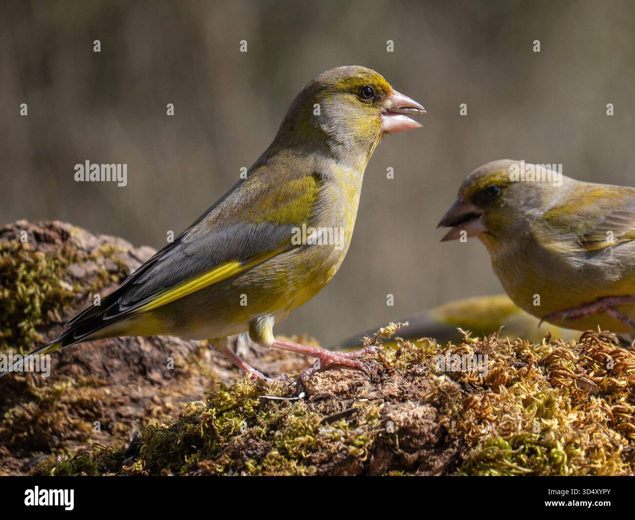 Greenfinches mâles Chloris chloris dans une station d'alimentation rurale en France rurale Banque D'Images