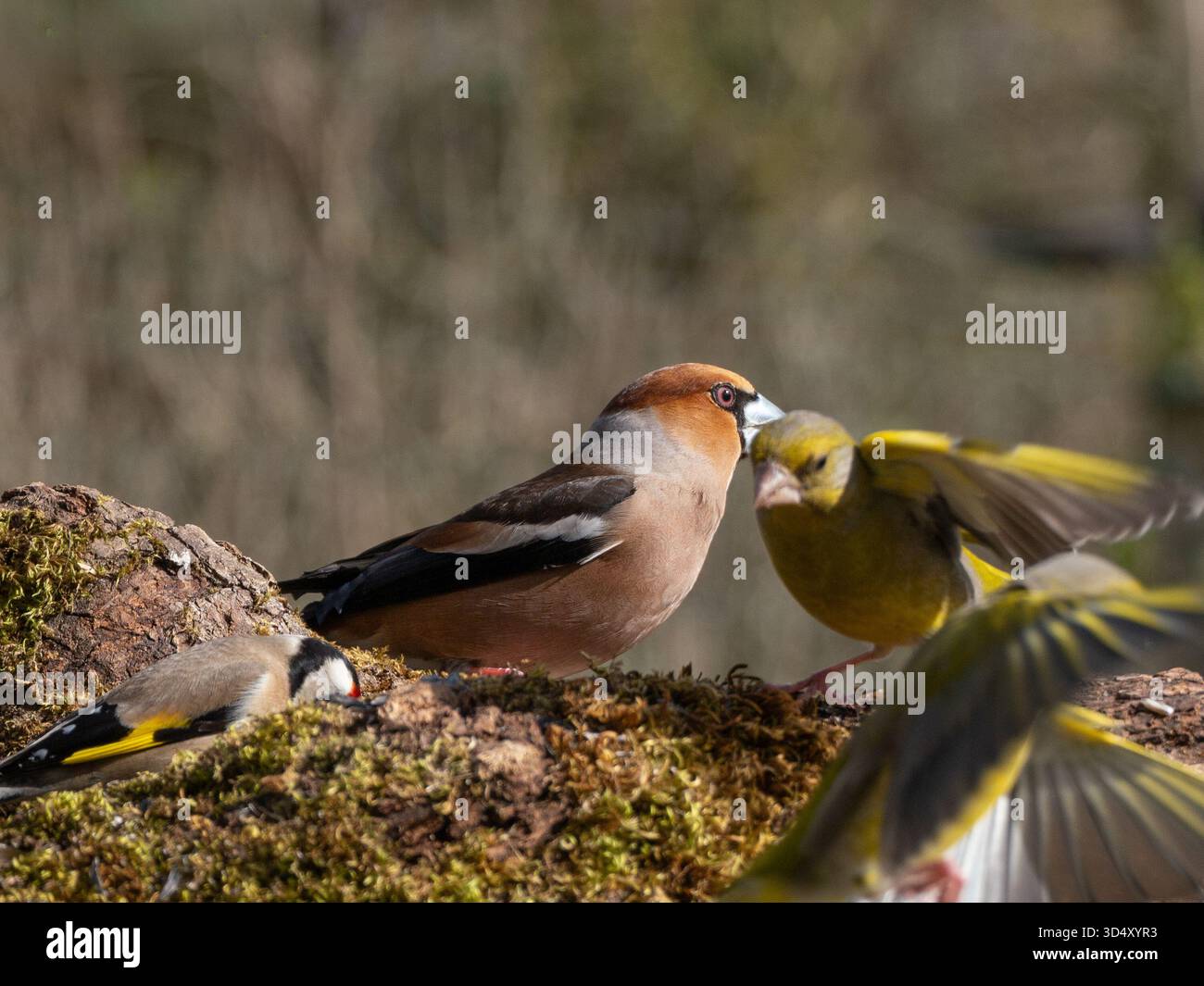 Hawfinch, greenfinches et Goldfinch dans une station d'alimentation en France rurale Banque D'Images