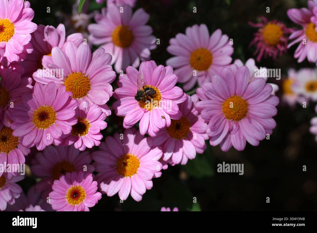 Fleurs roses Gerbera avec l'alimentation des abeilles. Banque D'Images
