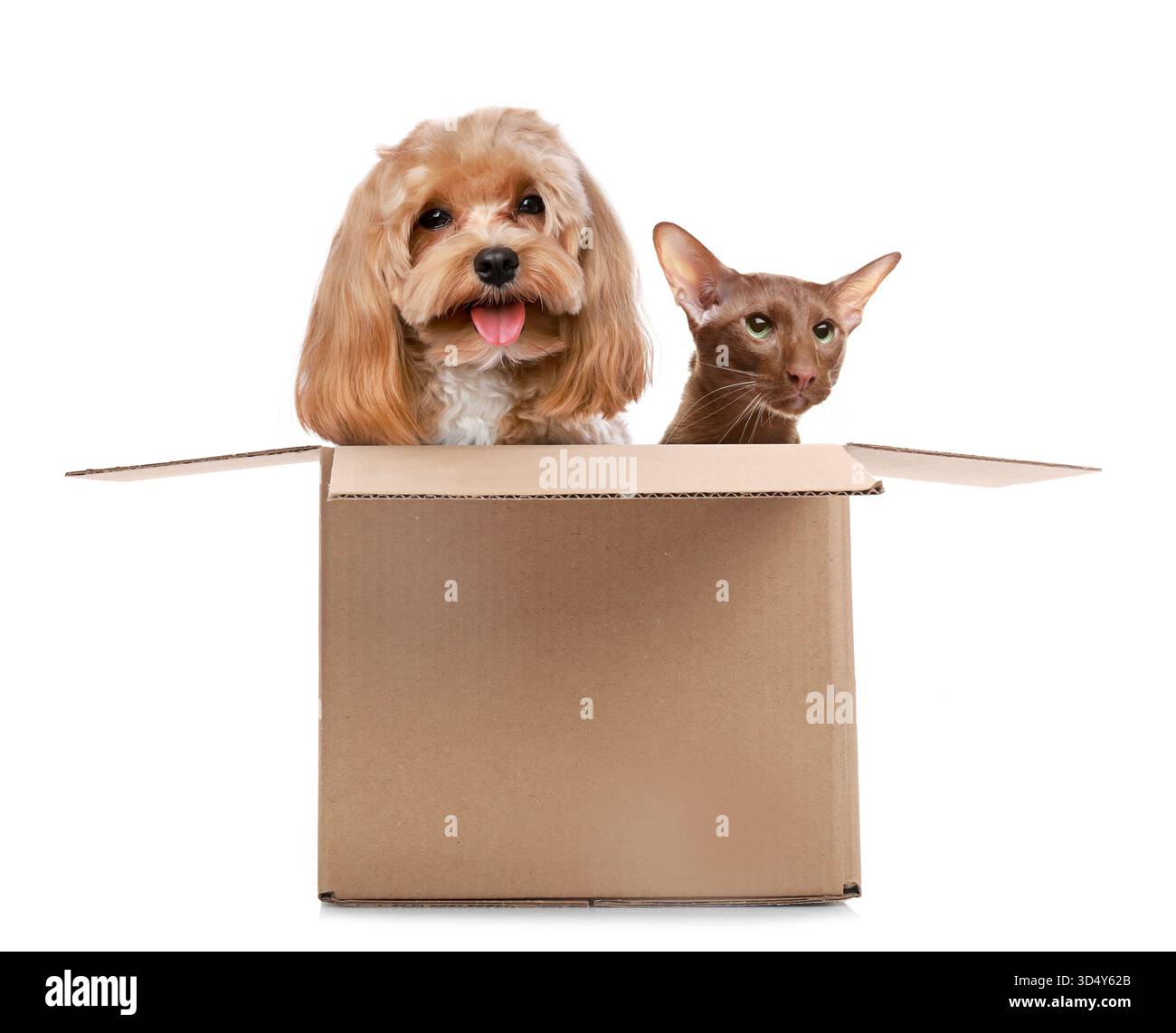 Chat et chien mignon dans une boîte en carton sur fond blanc Banque D'Images