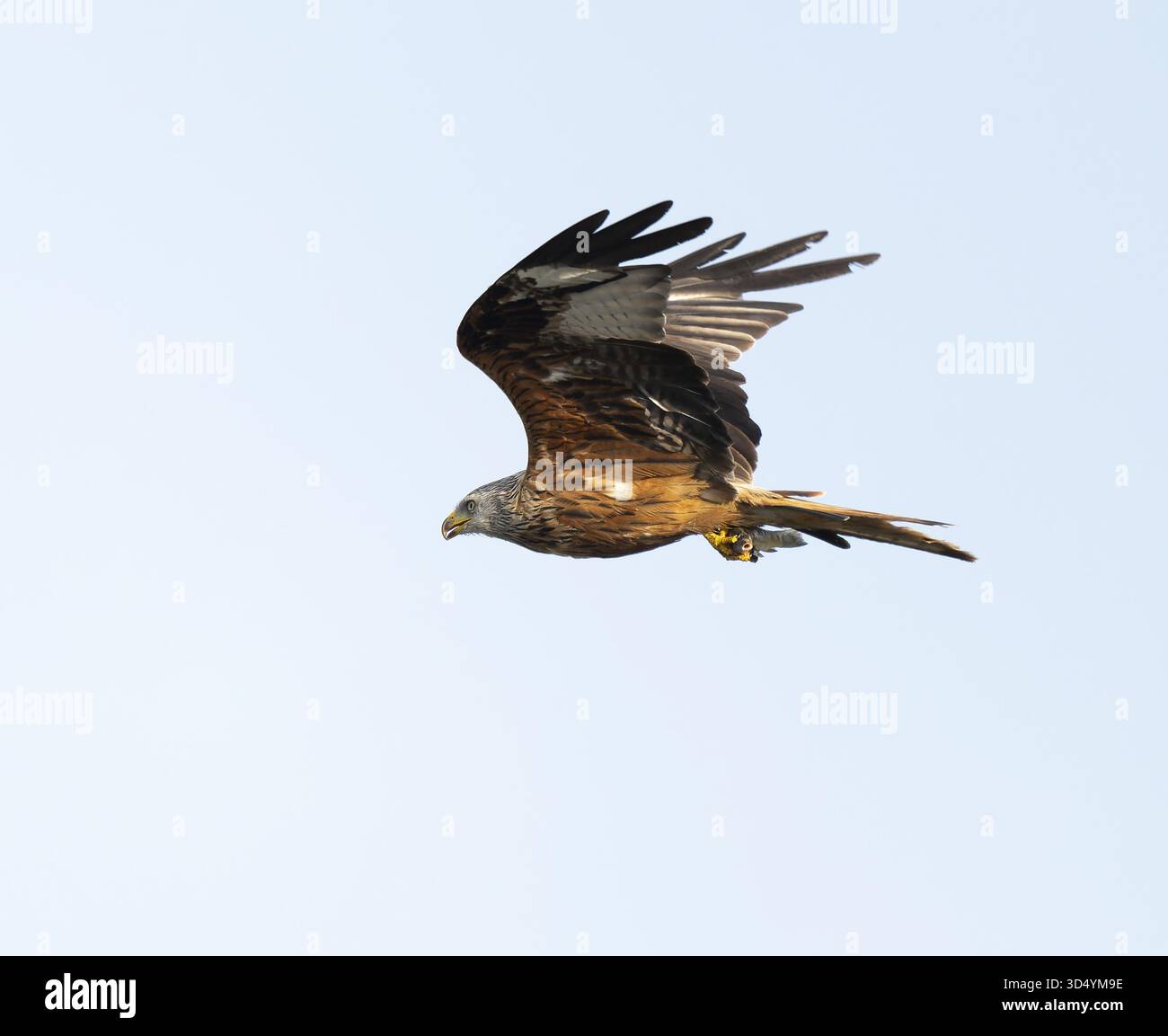 Cerf-volant rouge (Milvus milvus) volant avec des poissons proies dans les prises, basse-Saxe, Allemagne Banque D'Images