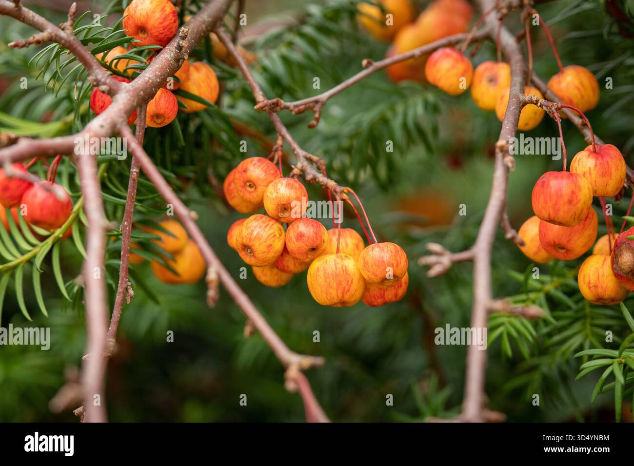Grappes de petits crabiers orange et rouge suspendus à des branches d'arbres avec un feuillage vert en arrière-plan Banque D'Images