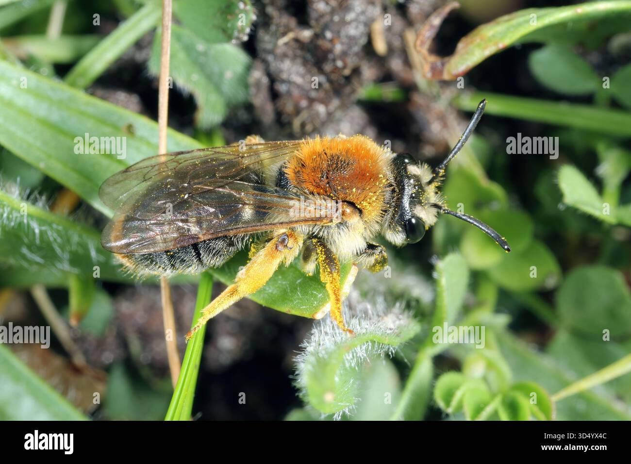 Abeille Andrenid (Andrena haemorrhoa) parmi de minuscules plantes à fleurs. Banque D'Images
