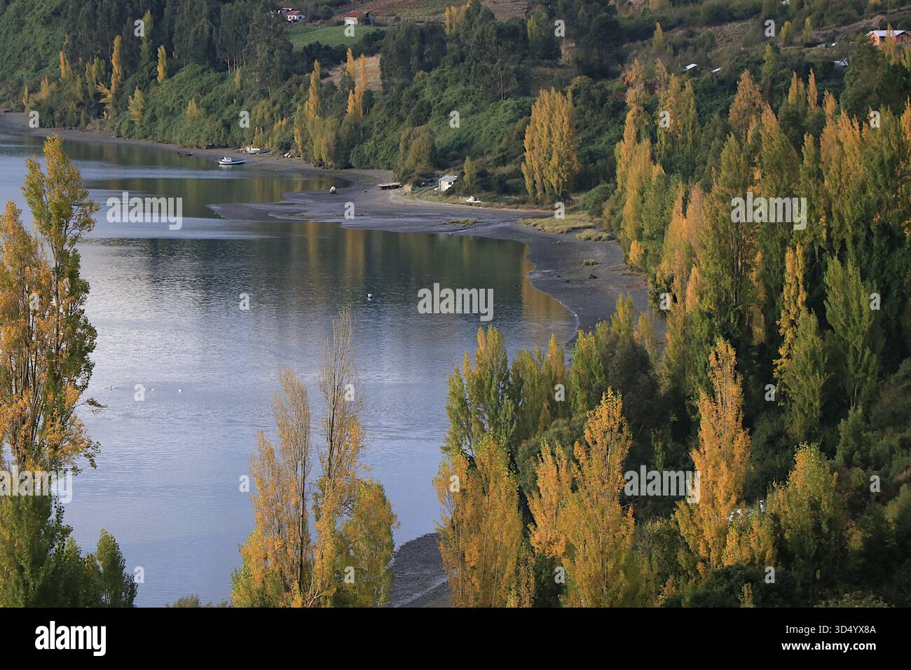 Chenal de paysage Chiloe et peupliers en couleur automne. Banque D'Images
