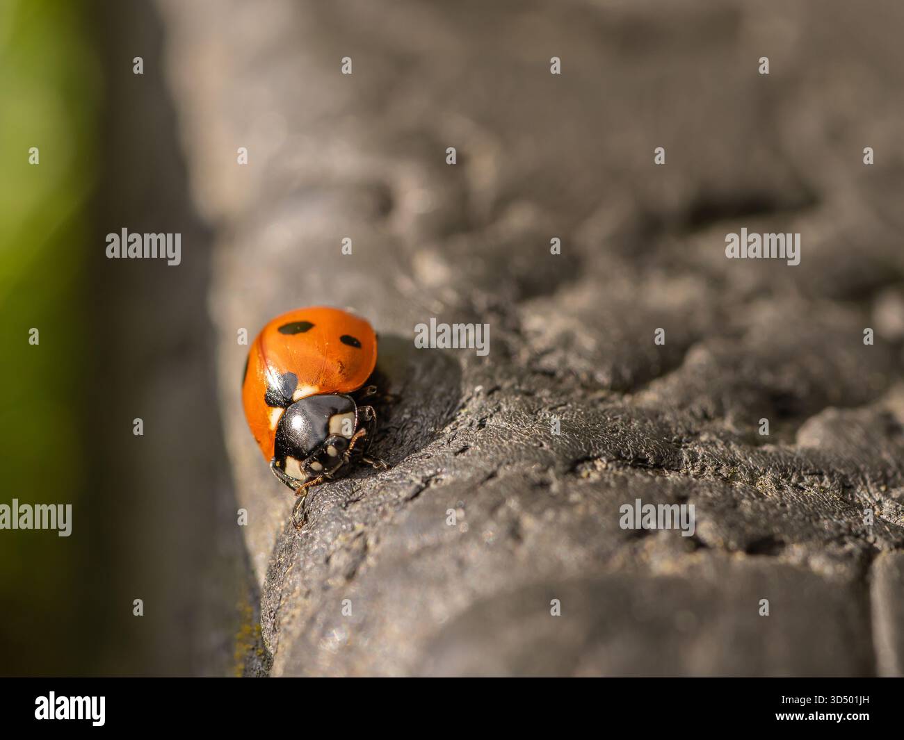 Une coccinelle orange vif et noire repose sur une surface texturée, grise ou rocheuse. Banque D'Images
