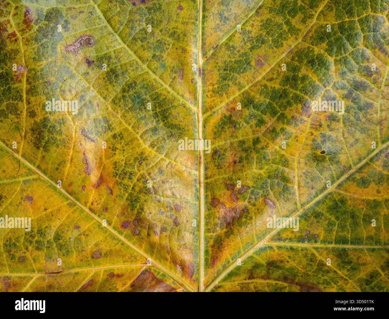 Gros plan macro extrême d'une feuille en décomposition montrant une transition de couleur jaune et verte et le détail de la veine. Banque D'Images