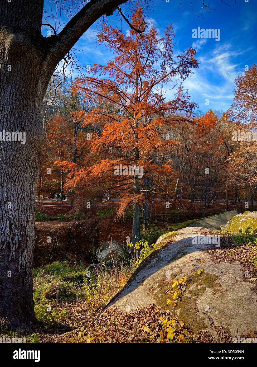 Un beau paysage d'automne par une belle journée ensoleillée. Mélèze européen, Modryna evropeyska, avec des aiguilles jaunes brillantes sur fond de forêt et Banque D'Images
