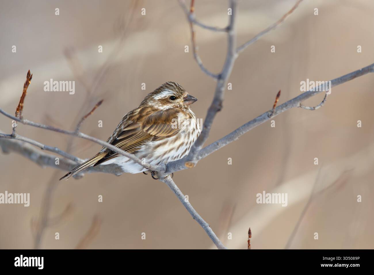 Finch violet femelle perché sur une branche d'arbre aride en hiver. Purpureus hémorragique Banque D'Images