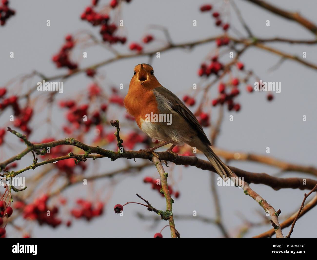 Robin chantant dans un arbre à baies en hiver, Royaume-Uni Banque D'Images