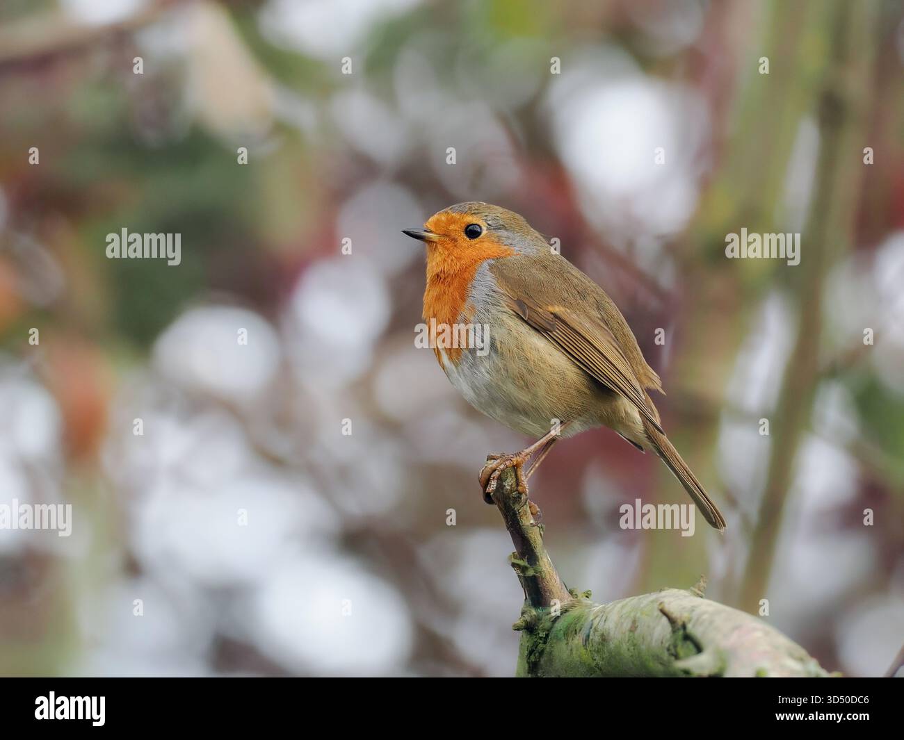 Robin perché sur une brindille en hiver, Royaume-Uni Banque D'Images