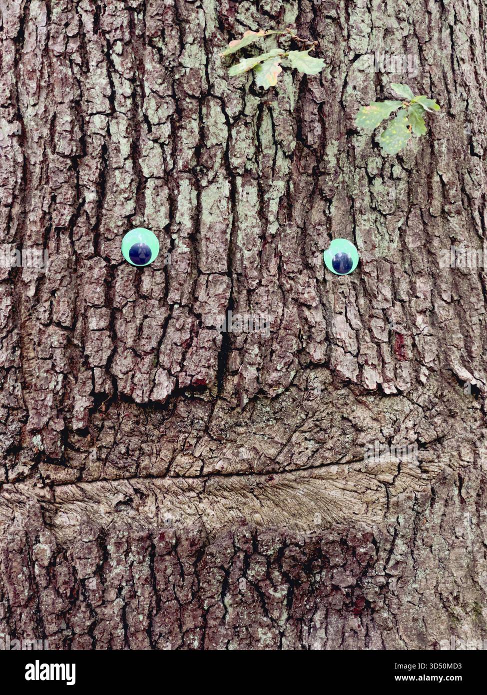 Tronc d'arbre avec des yeux googly et de l'écorce ressemblant à une bouche, créant un visage humoristique dans un cadre boisé Banque D'Images