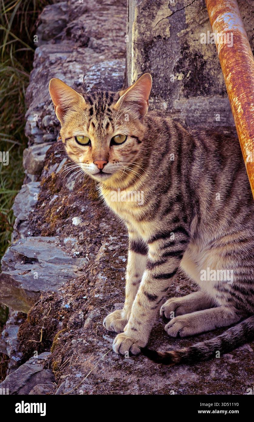 Un beau chat rayé assis sur une surface rocheuse, regardant calmement la caméra. Les yeux dorés du chat, sa fourrure à motifs et sa posture détendue créent une scène extérieure paisible et naturelle. Banque D'Images