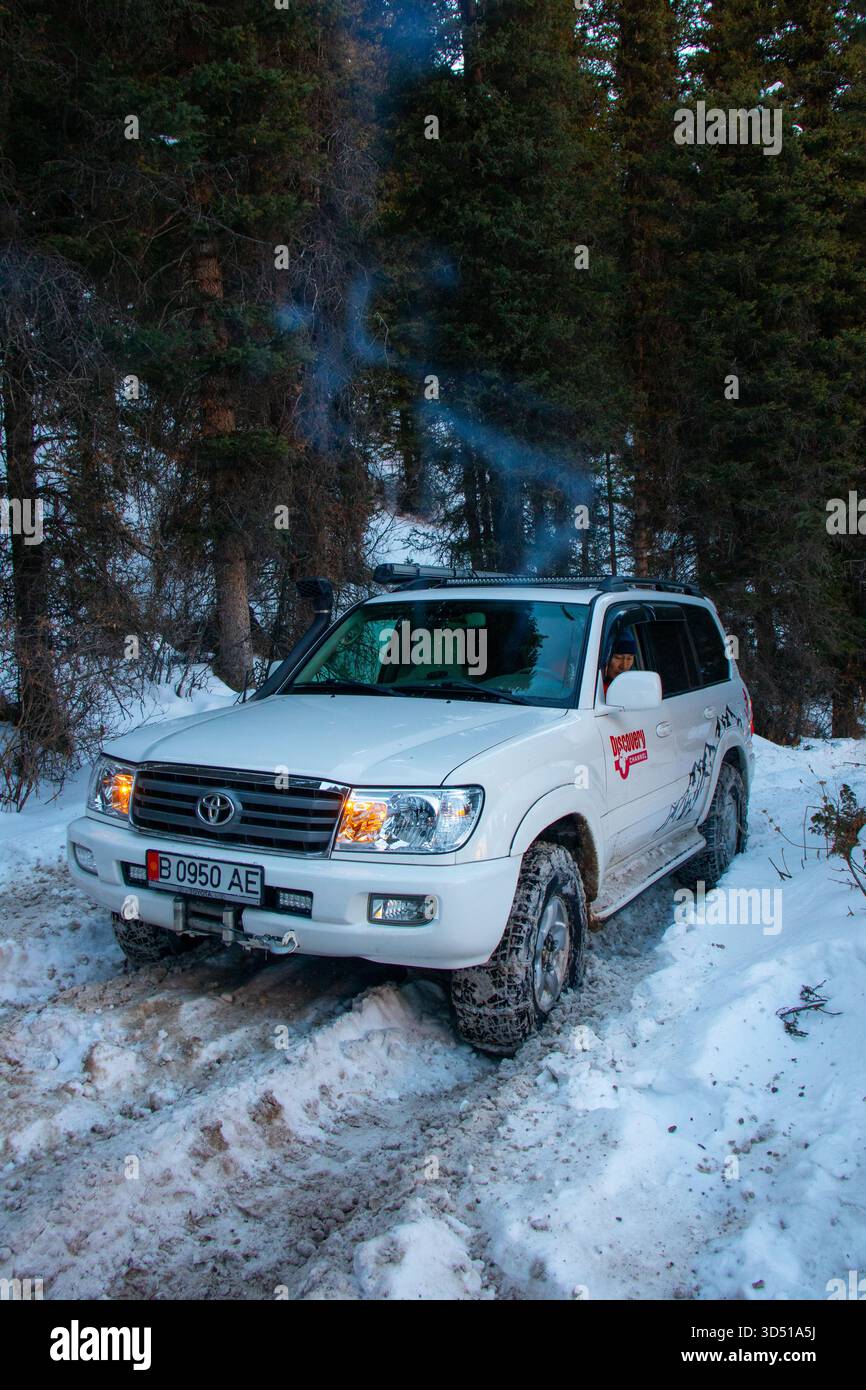 Naryn, Kirghizistan - 13 décembre 2024 : vue de face d'un Toyota Land Cruiser 100 blanc modifié conduisant dans la neige profonde dans un vert persistant dense et sombre Banque D'Images