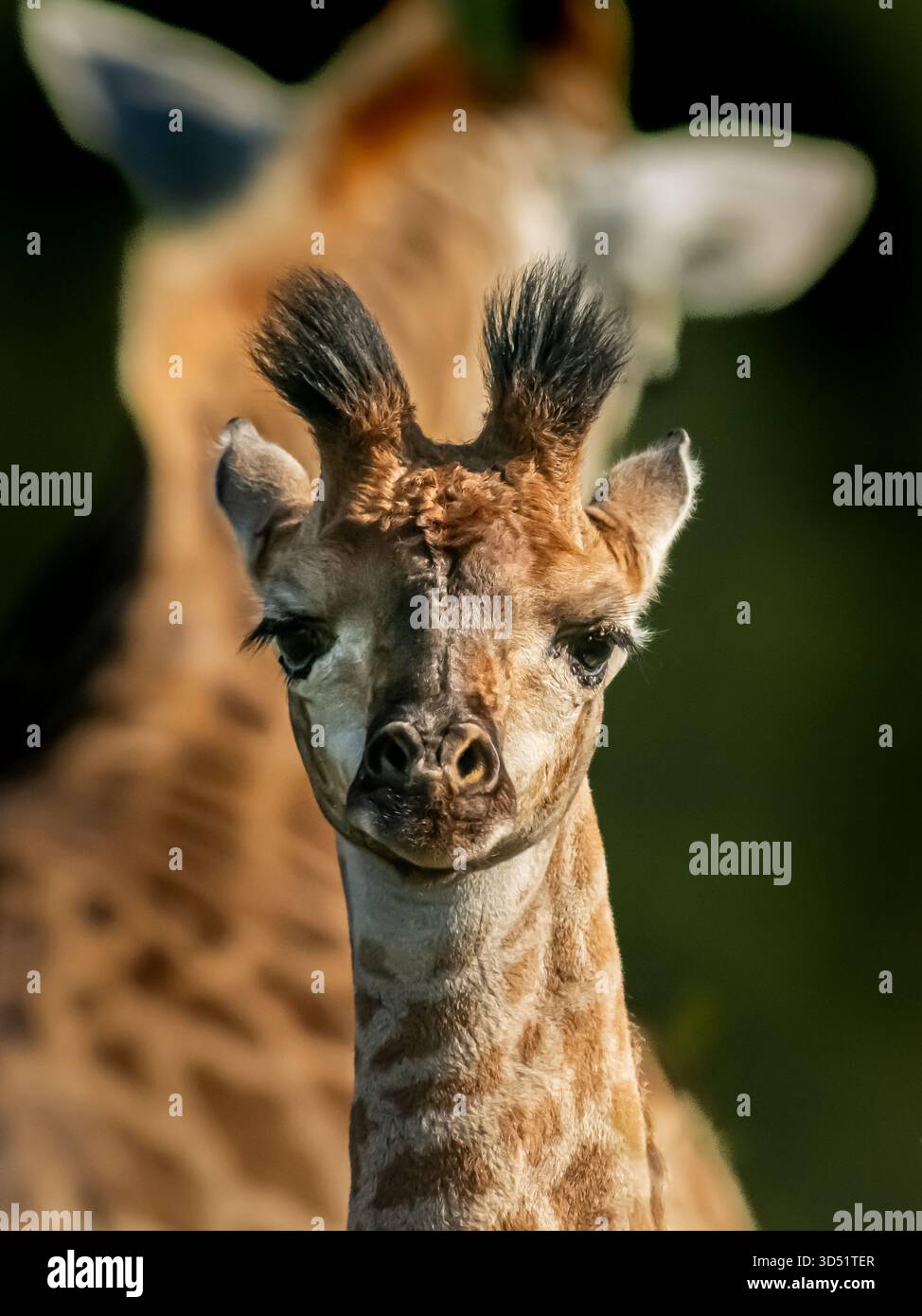 Grand troupeau de girafe sur les pentes plus élevées de la réserve de gibier Zimanga enchantera les visiteurs avec leurs bébés girafes. Banque D'Images