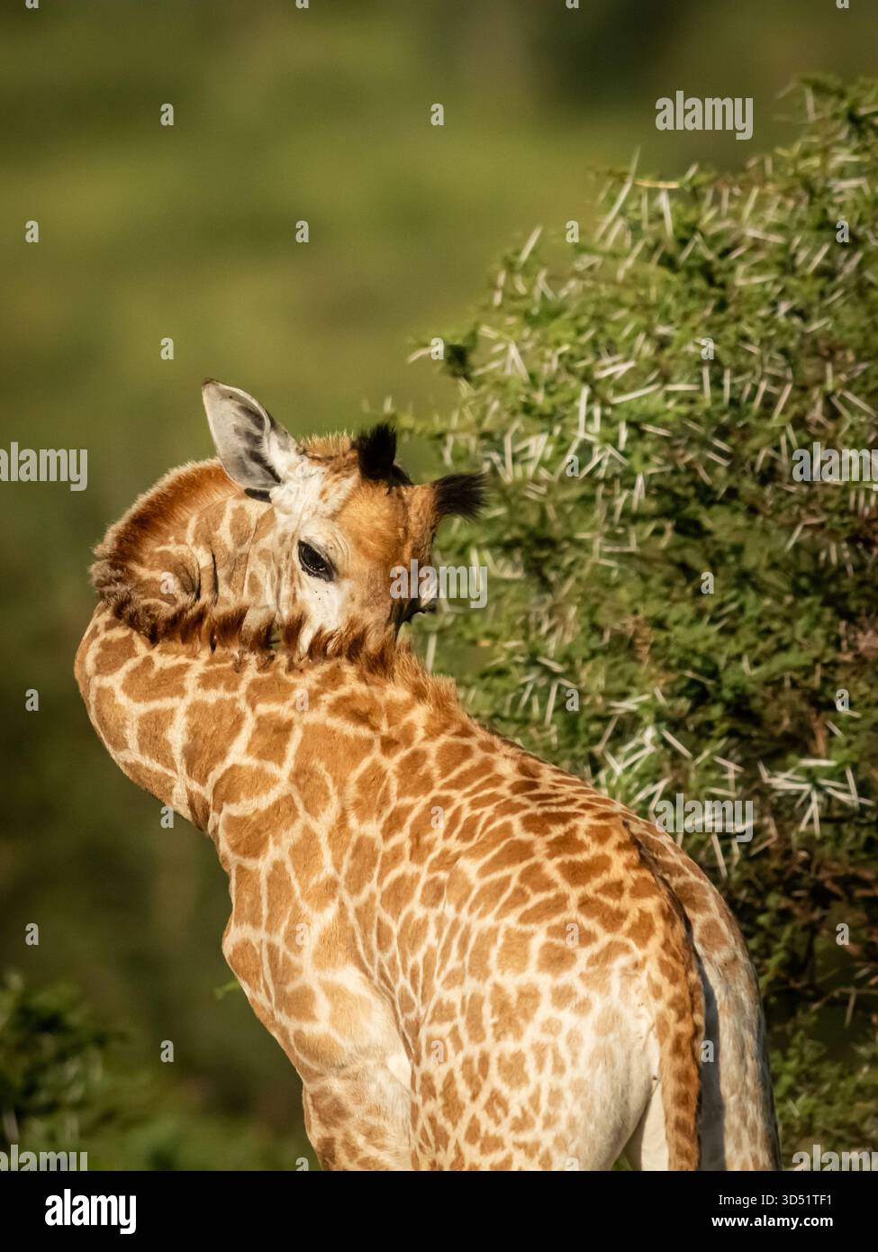 Grand troupeau de girafe sur les pentes plus élevées de la réserve de gibier Zimanga enchantera les visiteurs avec leurs bébés girafes. Banque D'Images