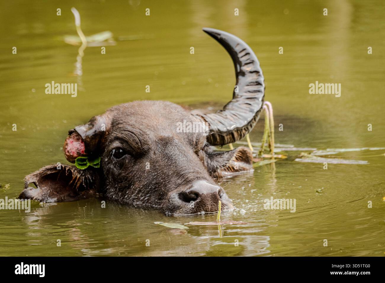Ce buffle d'eau sauvage dans le parc national de Yala, au Sri Lanka, a l'air dans une grande douleur. Il a perdu sa corne droite et reste dans une piscine fraîche pendant des heures à l'abri Banque D'Images