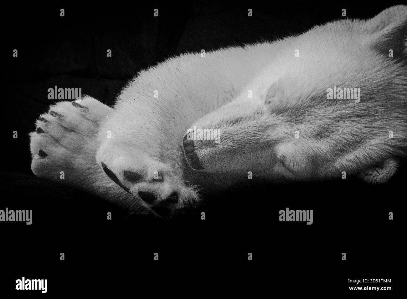 À moins de se diriger vers le nord, les zoos de Berlin et de Hambourg sont une destination idéale pour une confrontation avec le grand ours polaire. Banque D'Images