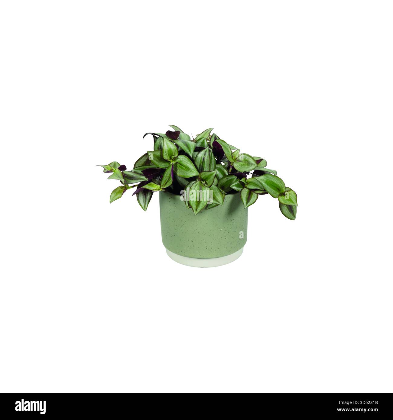 Plantes vertes en pot en céramique, plante d'intérieur, isolé sur blanc, découpé, chemin de coupe, Cyperus, Peperomia, Rademachera, plantes en pot, scandinavien, Banque D'Images