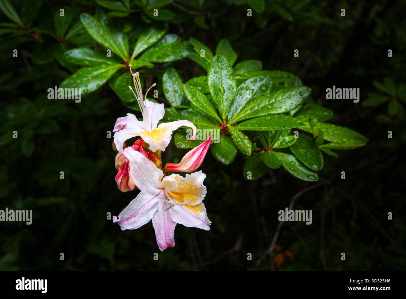Fleur de l'Azalée occidentale (Rhododendron occidentale) aux feuilles vertes après une pluie, Californie du Nord Banque D'Images