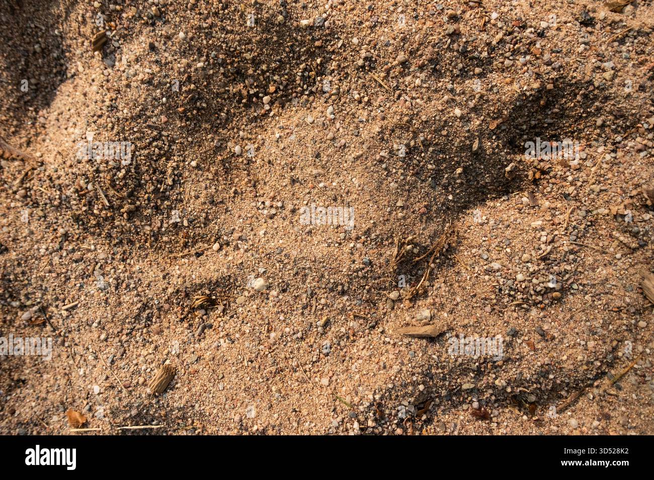 Gros plan de la texture du sol sablonneux avec des cailloux et des débris organiques Banque D'Images