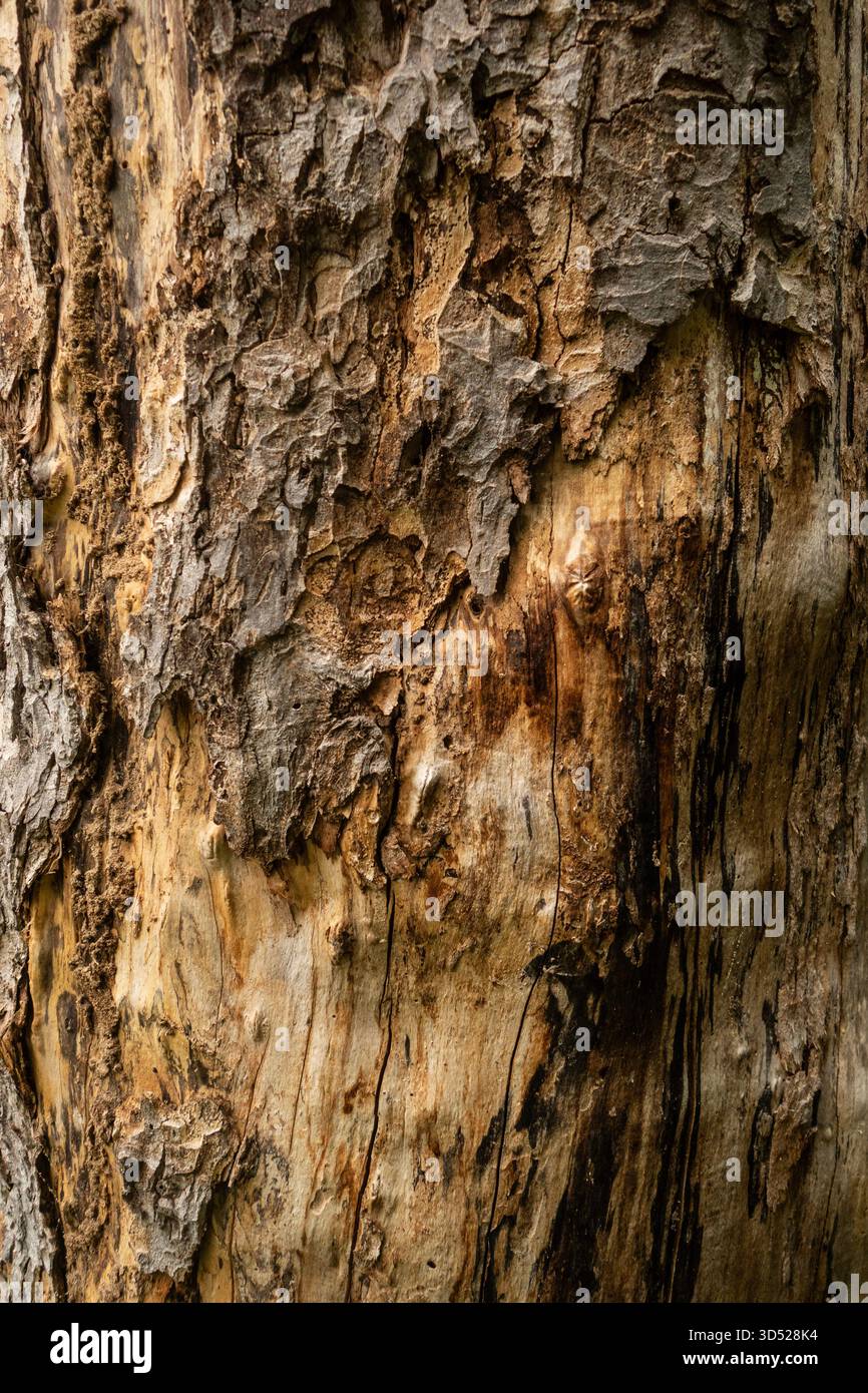 Gros plan du tronc d'arbre montrant une texture rugueuse de l'écorce et des motifs naturels Banque D'Images