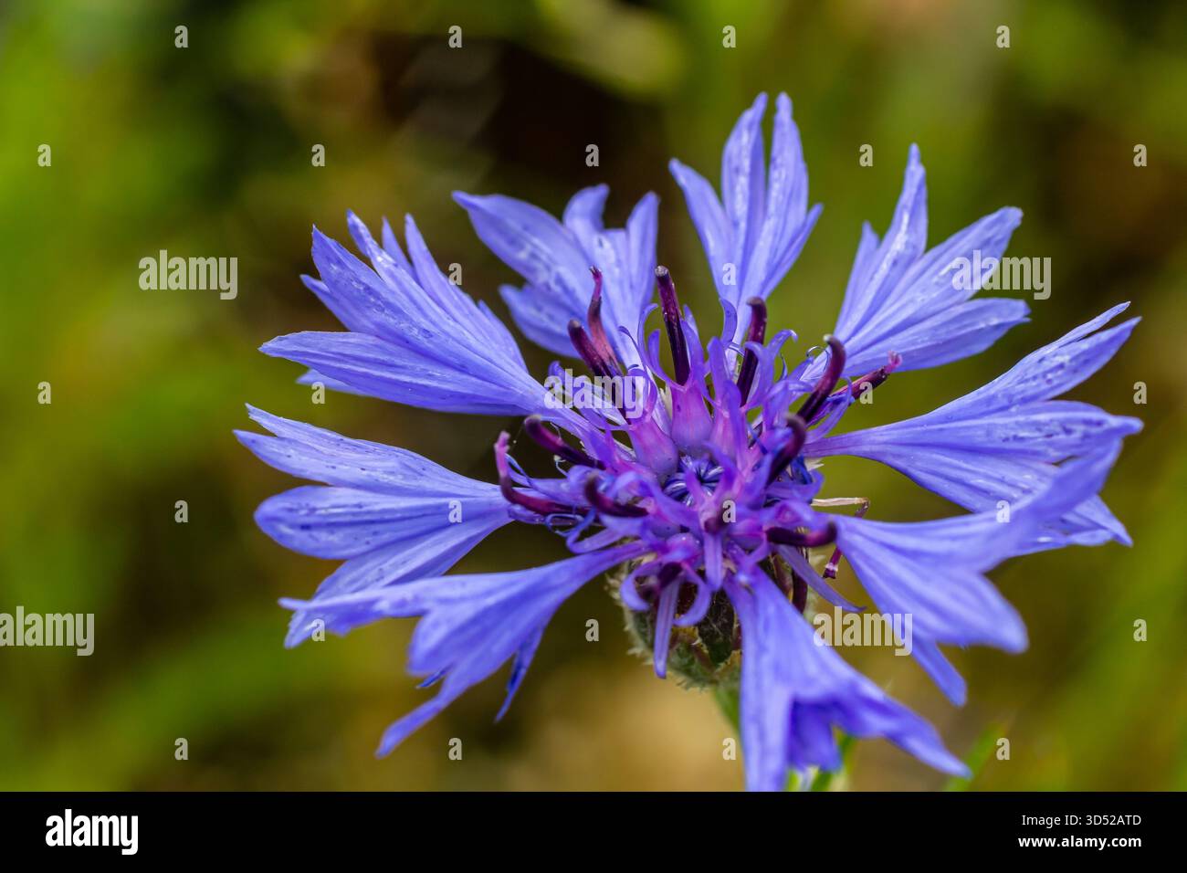 Centaurea cyanus est le bleuet commun dans nos champs. Banque D'Images