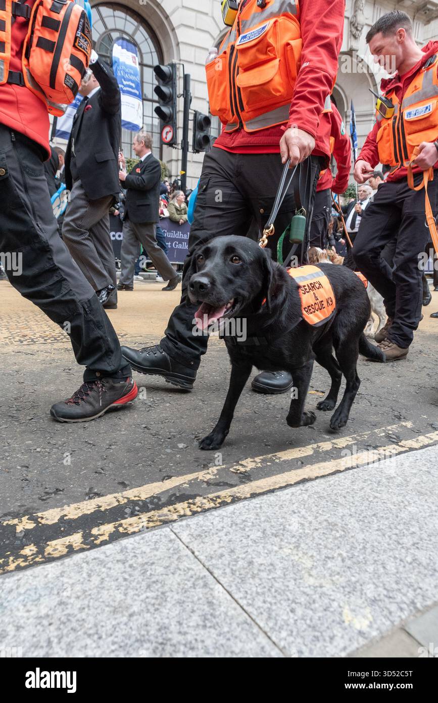 Lady Mayor's Show procession, City of London. Événement historique traditionnel pour Lord ou Lady Mayor de Londres. Surrey Search & Rescue K9 chien Banque D'Images