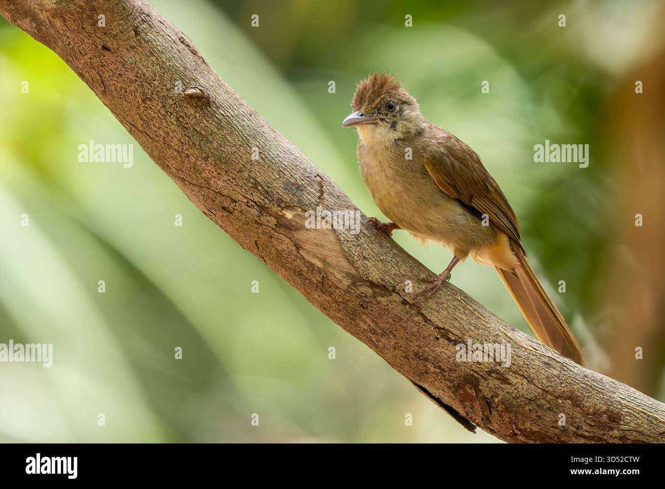 Bulbul aux yeux gris - Iole propinqua, magnifique petit oiseau perché originaire des forêts tropicales de l'Asie du Sud-est, Vietnam. Banque D'Images