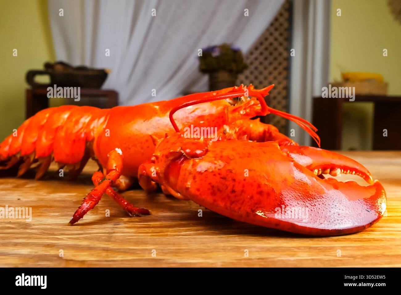 Homard bouilli, homard cuit, homard rouge. Banque D'Images