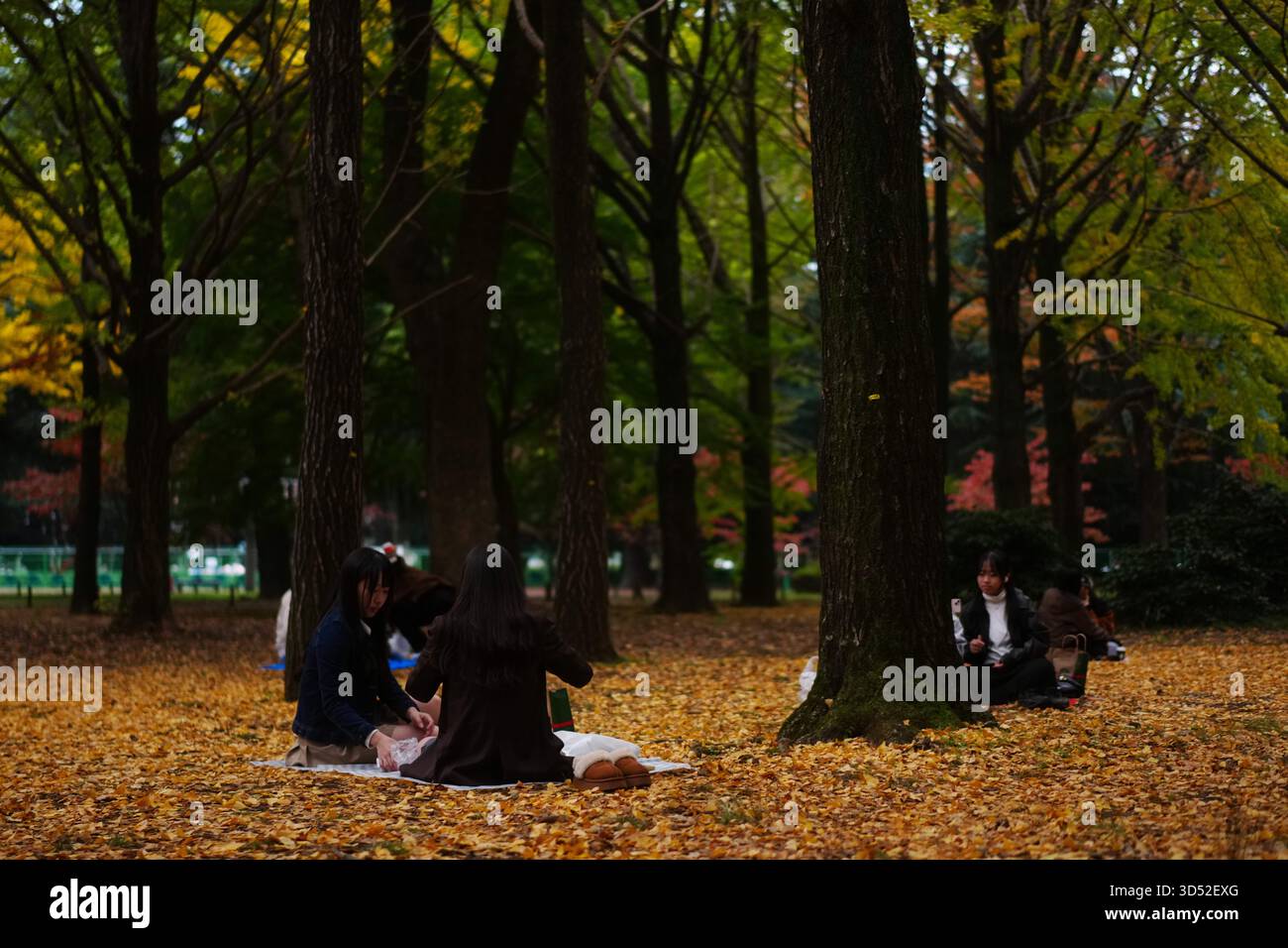 Tokyo, Japon. 13 novembre 2025. Les gens profitent de leur temps libre au parc Yoyogi à Tokyo, Japon, 13 novembre 2025. Crédit : Jia Haocheng/Xinhua/Alamy Live News Banque D'Images