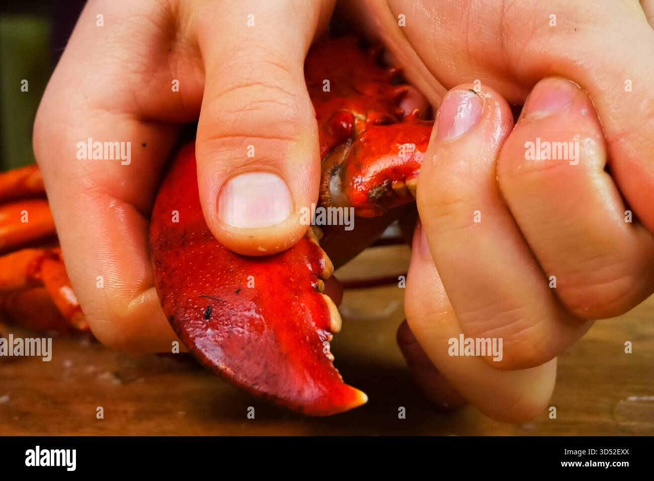 Homard bouilli, homard cuit, homard rouge. Banque D'Images