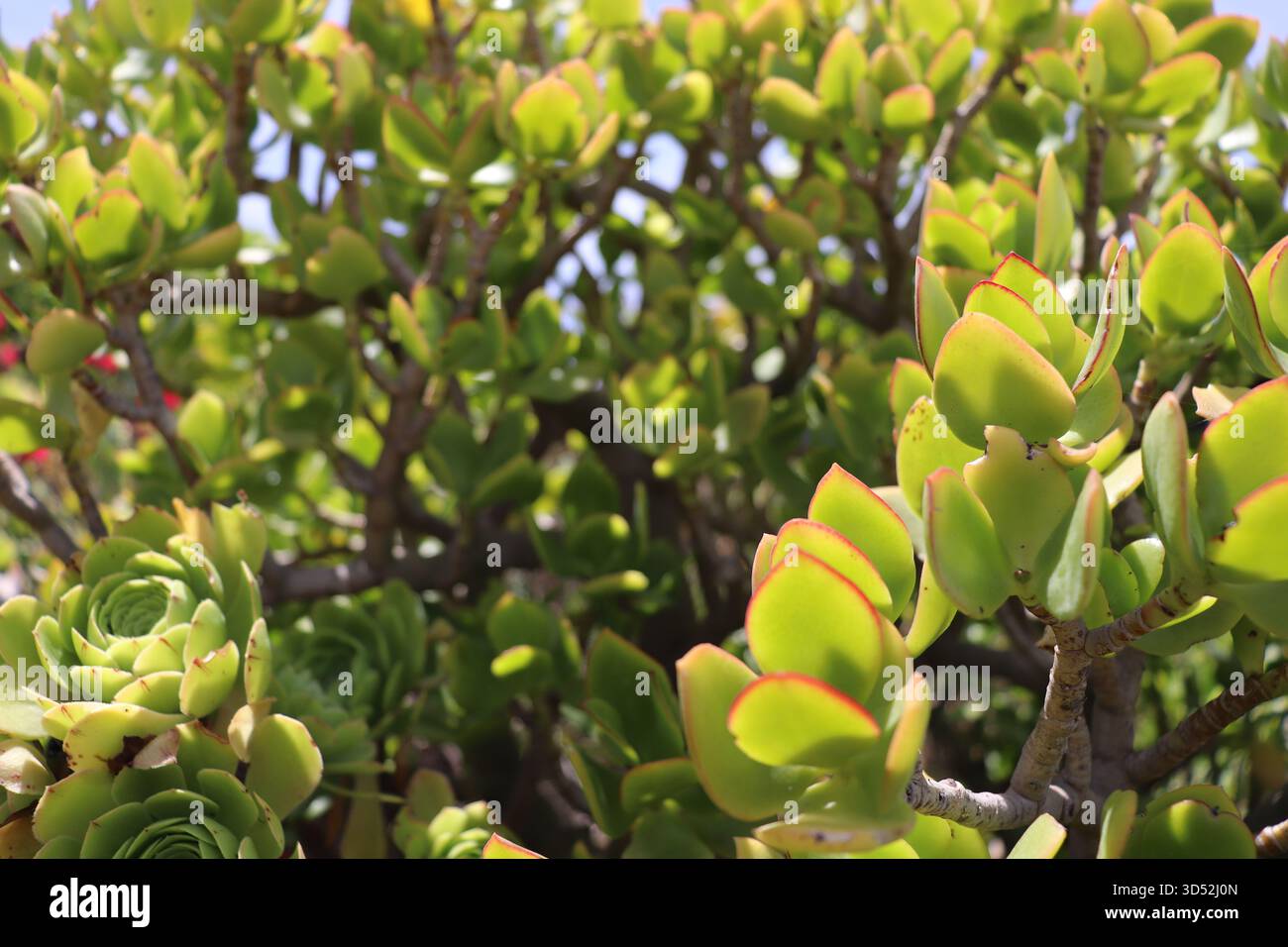 Une photo en gros plan prise d'une plante de jade luxuriante avec des feuilles à bords rouges, et une rose géante en velours succulente à l'avant gauche, contrastant avec le ciel bleu. Banque D'Images