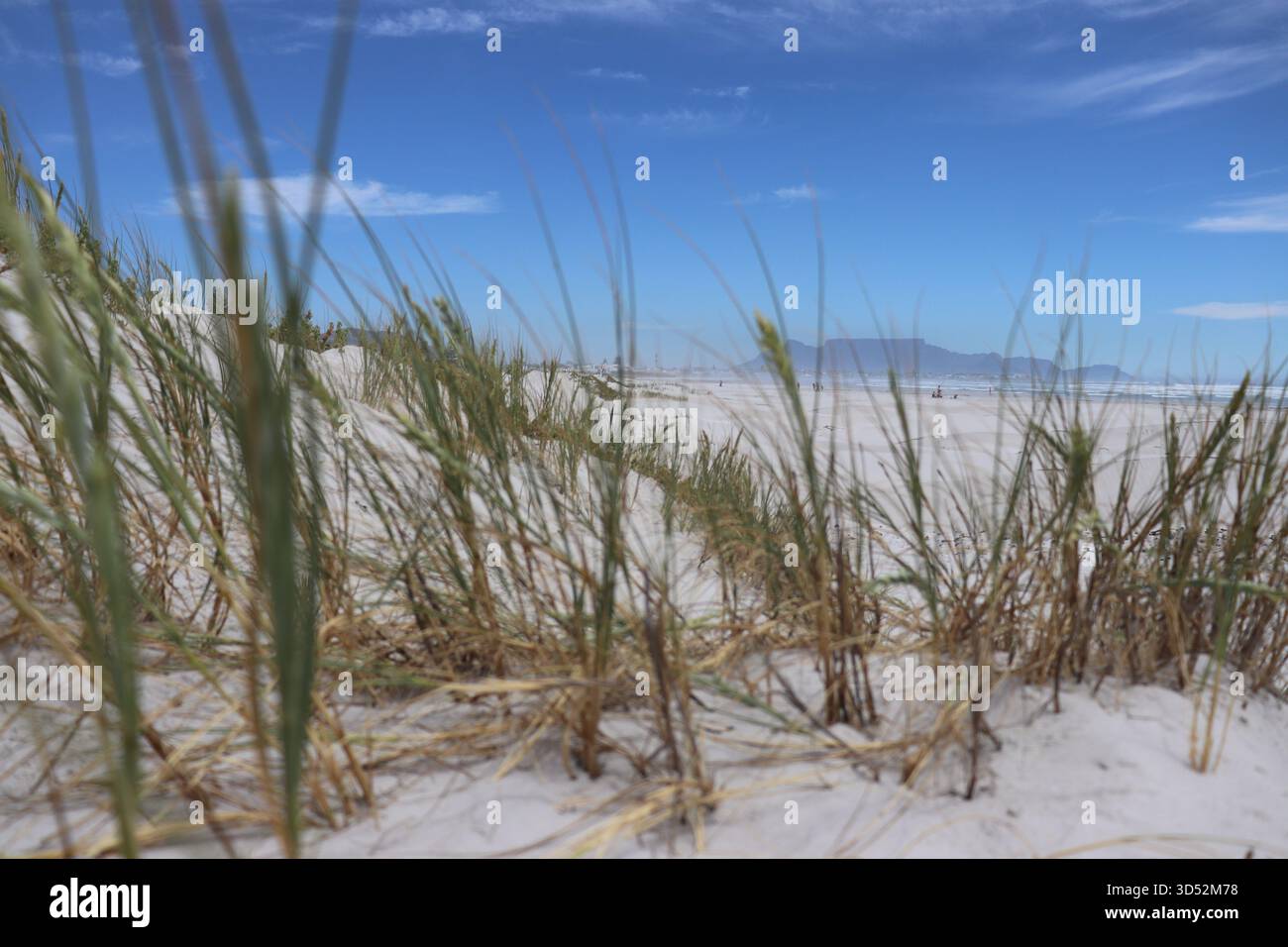Paysage rapproché pris de l'herbe de Marram se balançant dans la brise sud-africaine, avec un beau fond de table Mountain. Melkbosstrand, Australie méridionale Banque D'Images