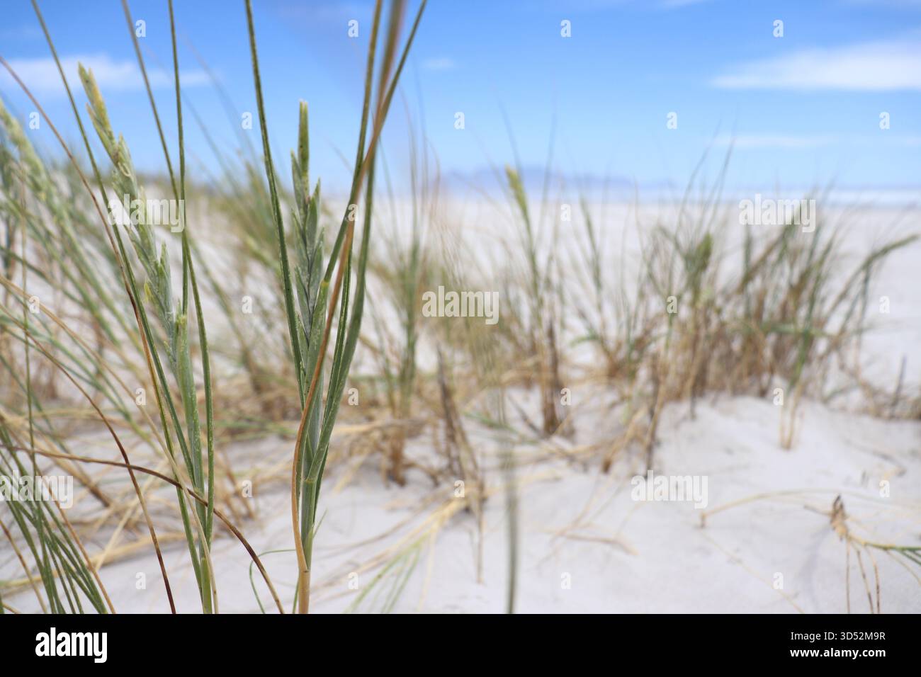 Paysage rapproché pris de l'herbe de Marram se balançant dans la brise sud-africaine, avec un beau fond de table Mountain. Melkbosstrand, Australie méridionale Banque D'Images