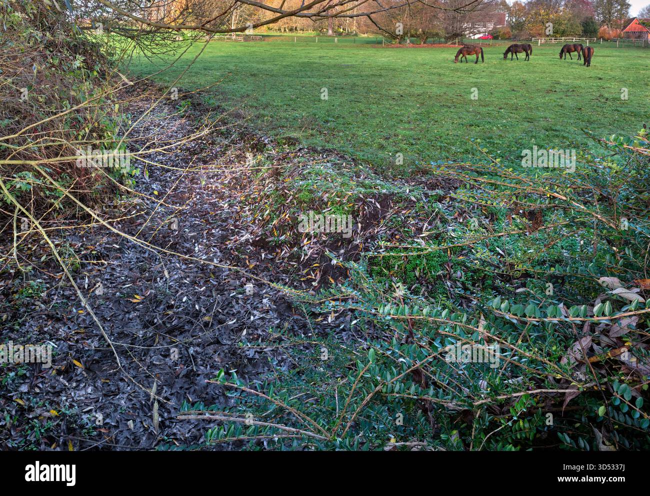 Pillhill Brook, sec en novembre, est un winterbourne à ce stade. Fyfield, près d'Andover, Hampshire, Angleterre. Banque D'Images