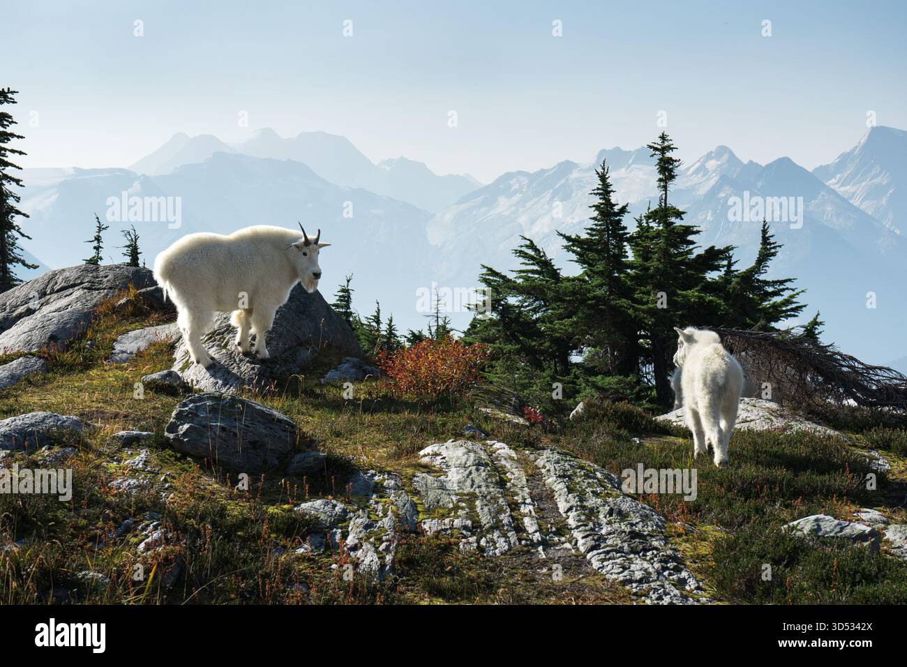 Deux chèvres de montagne errent librement sur un paysage rocheux avec des montagnes. Parc national des glaciers, C.-B. Banque D'Images