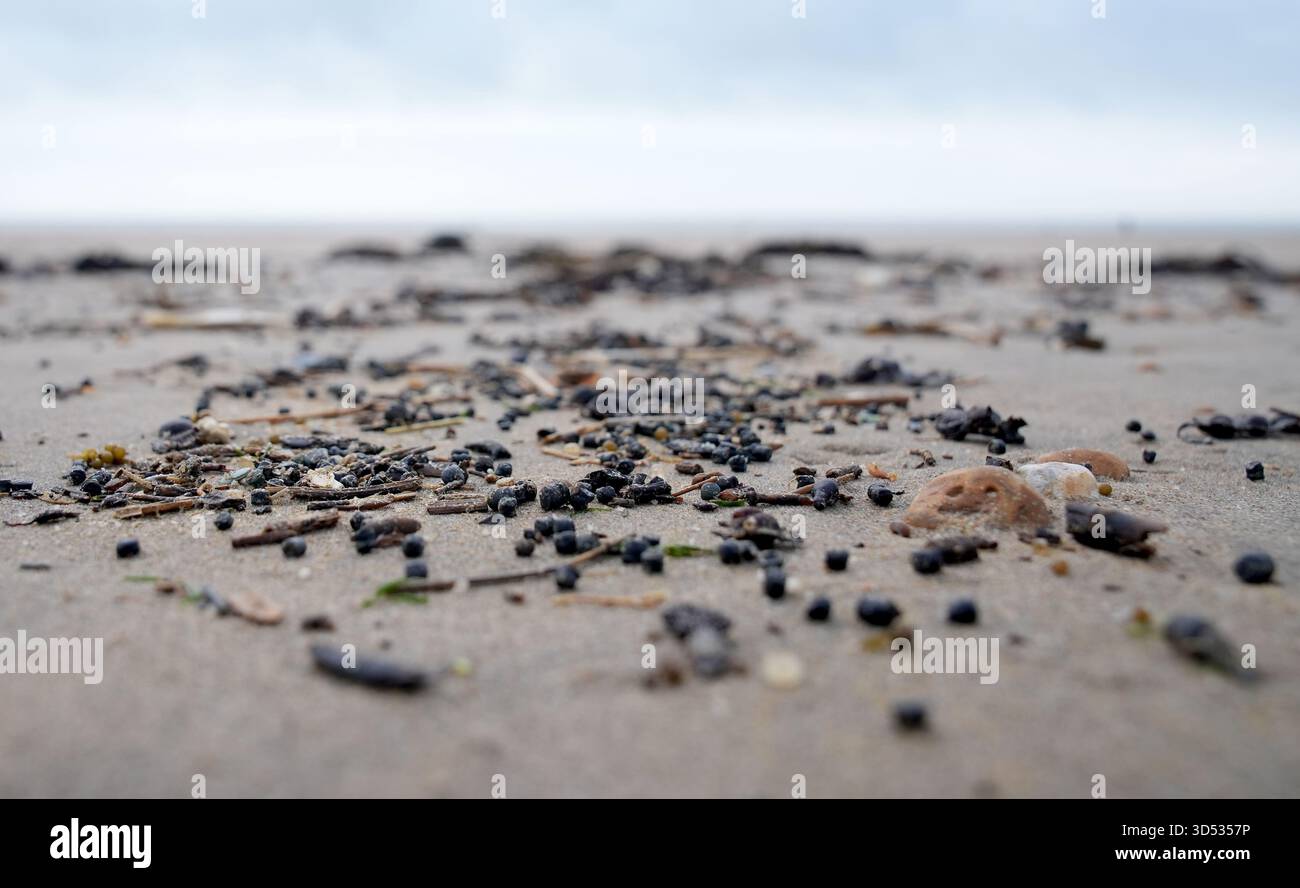 Des volontaires participent à une opération de nettoyage à Camber Sands dans l'est du Sussex, après qu'un grand nombre de perles de plastique qui ont échoué sur la plage sur la côte sud sont « très probablement » issues d'une usine de traitement des eaux du sud, a admis la compagnie des eaux. Southern Water s'est excusé pour le déversement, qui a vu de petites pastilles de plastique éparpillées sur la plage. Date de la photo : jeudi 13 novembre 2025. Banque D'Images
