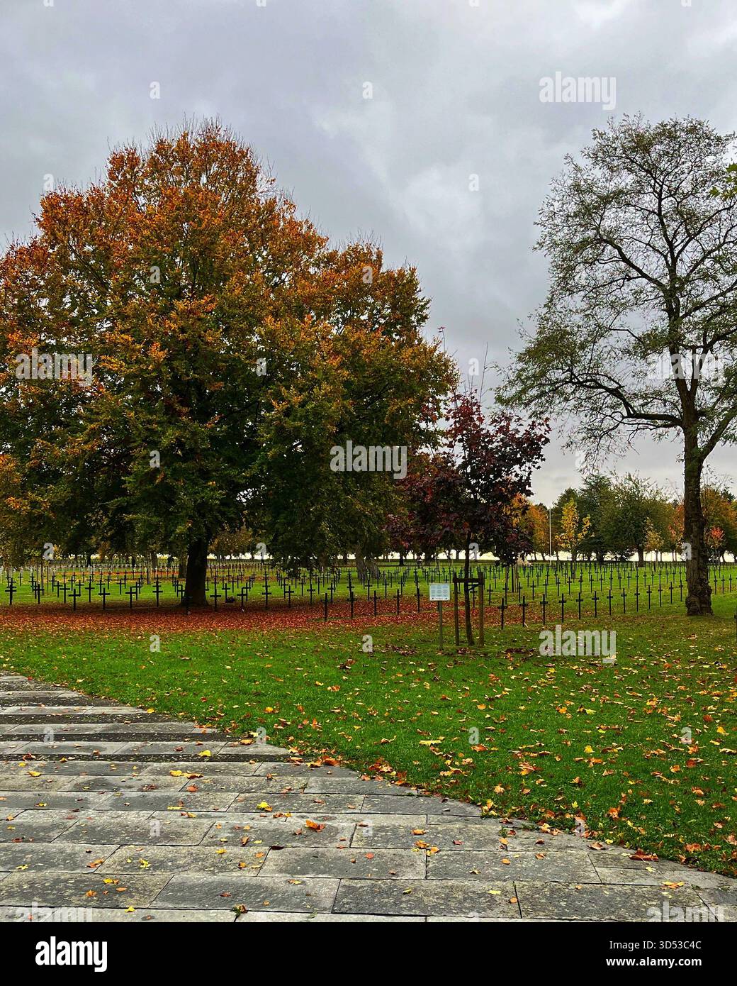 Neuville St Vaast cimetière allemand en France, où d'innombrables croix de fer se trouvent sous les arbres d'automne. Banque D'Images