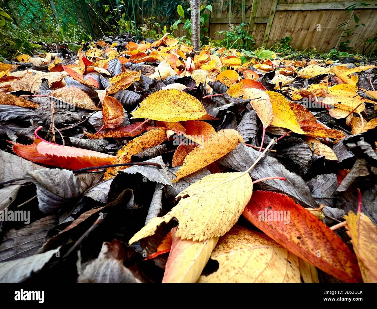 Une photographie au niveau du sol de feuilles en automne utilisées pour créer un paillis dans le jardin. Banque D'Images